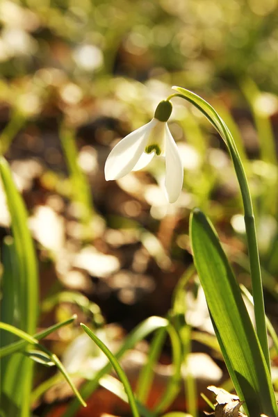 Primeiras flores de neve — Fotografia de Stock