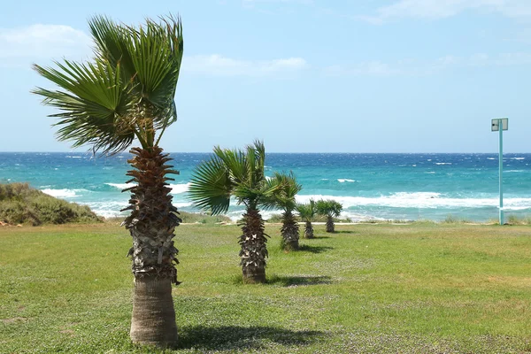 Palm trees on sea resort