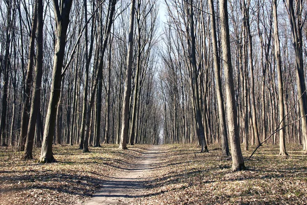 Sentier en forêt ou parc — Photo