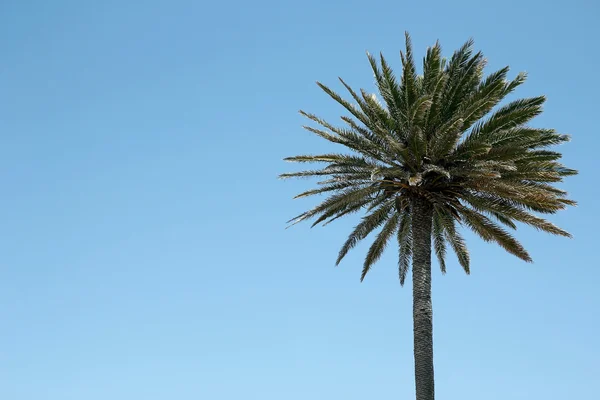 Palmera y cielo azul — Foto de Stock