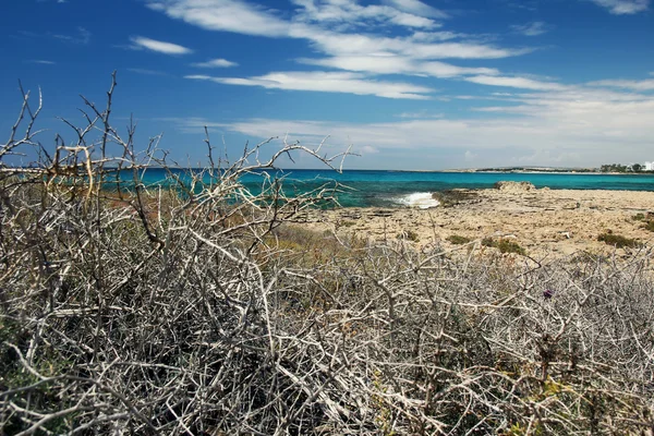 Seascape through dry grass — Stock Photo, Image