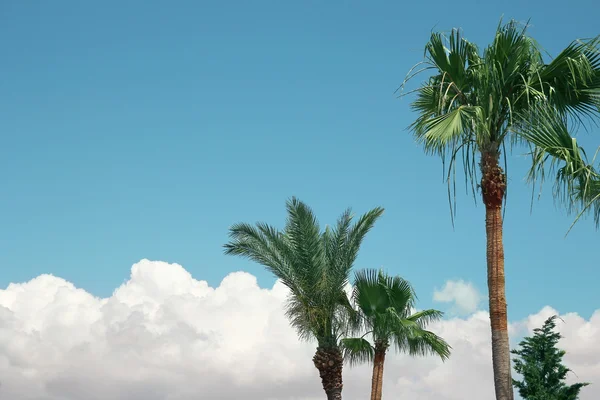 Palmbomen in het resort — Stockfoto