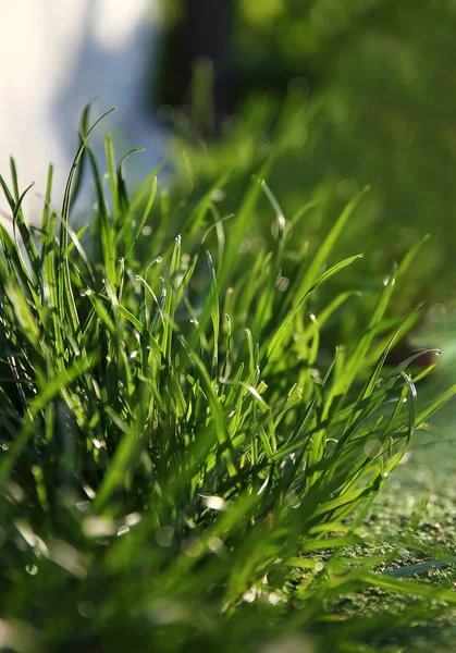 Verão grama verde — Fotografia de Stock