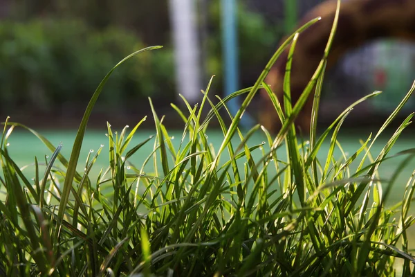 Herbe verte d'été — Photo