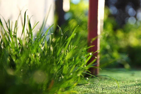 Letní zelené trávy — Stock fotografie
