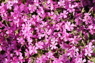 Güzel Mor Çiçekler