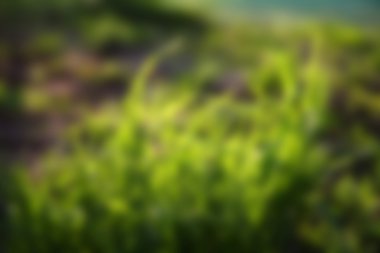 Yeşil Çimen Arkaplanı