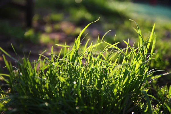 Fondo de hierba verde — Foto de Stock