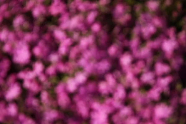 Пурпурные фловеры — стоковое фото