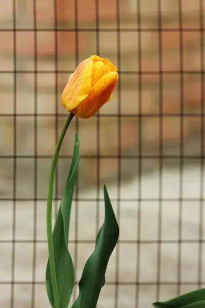 Hermosa flor de tulipán amarillo — Foto de Stock