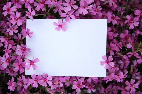 Papier blanc avec des fleurs violettes — Photo