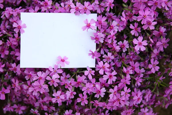 Paper with purple flowers — Stock Photo, Image