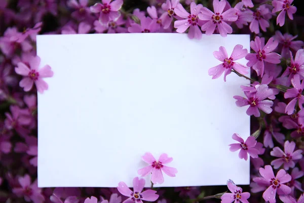 Papier avec des fleurs violettes — Photo