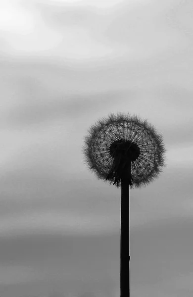 シルエットのタンポポの花 — ストック写真