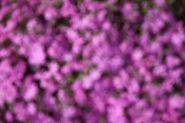 Mooie kleur bloemen — Stockfoto