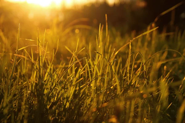 Gul grönt gräs — Stockfoto