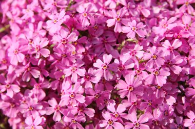 güzel renkli çiçekler