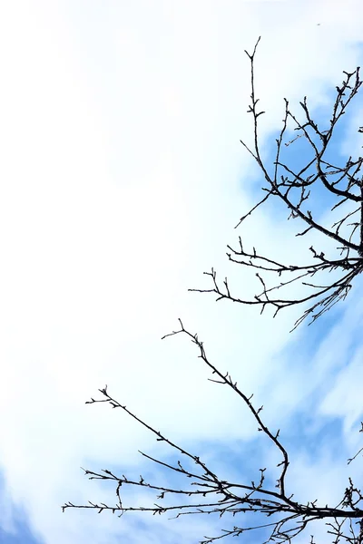 Branch silhouette on sky — Stock Photo, Image