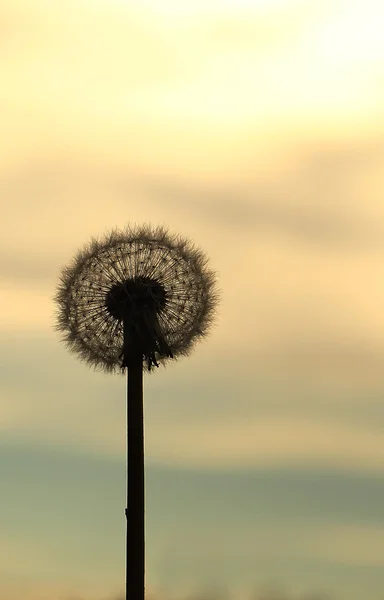 Silhouette de fleur de pissenlit — Photo