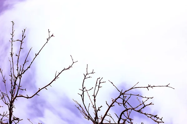 Gren siluett på himlen — Stockfoto