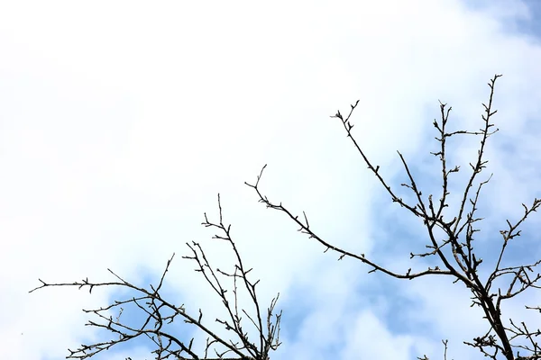 Silueta de rama en el cielo — Foto de Stock