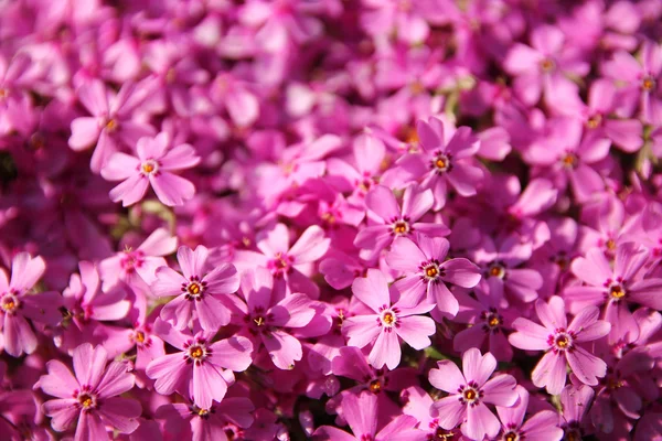Красиві пурпурні квіти — стокове фото