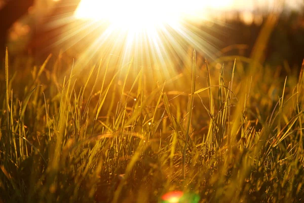 Grass  with shiny sun — Stock Photo, Image