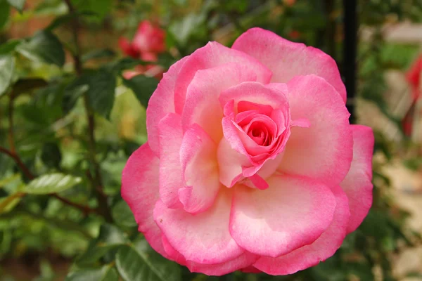 Красива гілка троянди — стокове фото