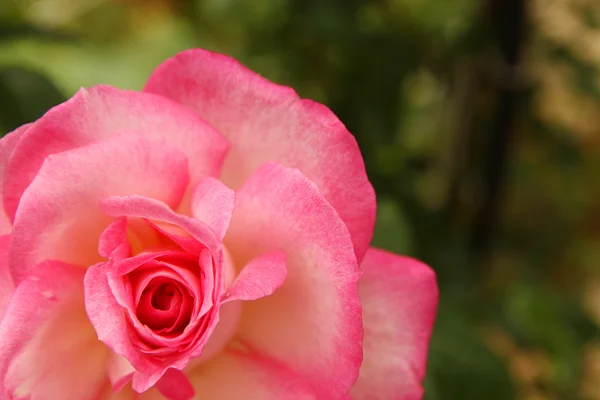 Гілка рожевої троянди — стокове фото