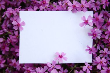  mor çiçekler ile kağıt