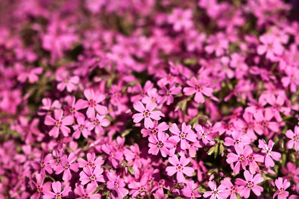 Beautiful purple flowers — Stock Photo, Image