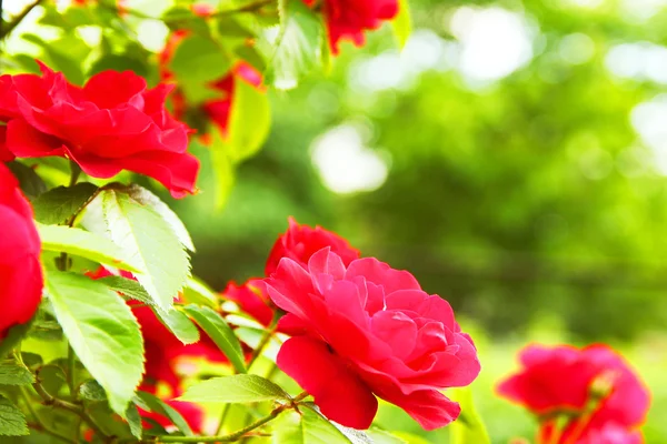 Bellissimi fiori rossi — Foto Stock