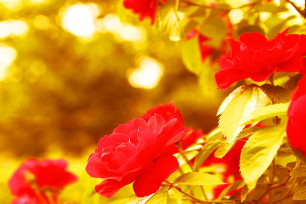 Belas flores vermelhas — Fotografia de Stock