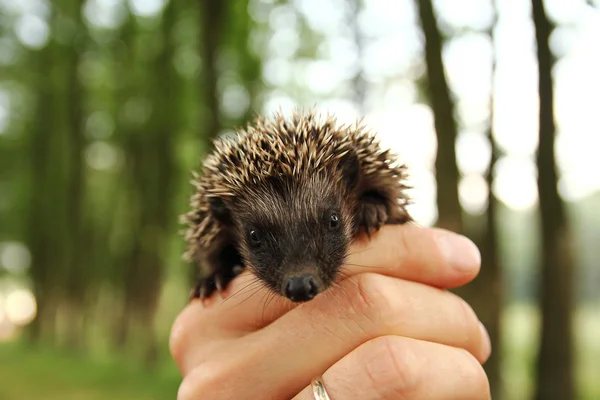 Small prickly hedgehog in hand — Stock Photo, Image