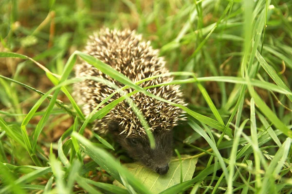 Kleiner stacheliger Igel — Stockfoto