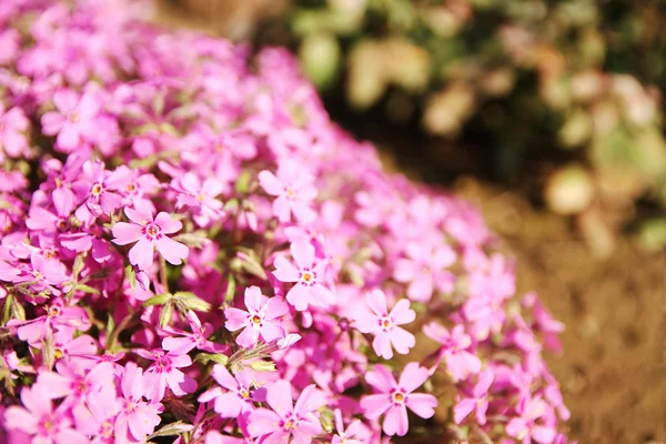 Fundo de flores bonitas — Fotografia de Stock