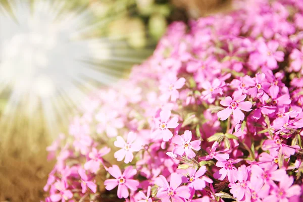 Vackra blommor bakgrund — Stockfoto