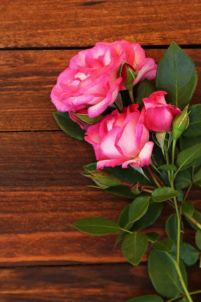 Beautiful flowers roses — Stock Photo, Image