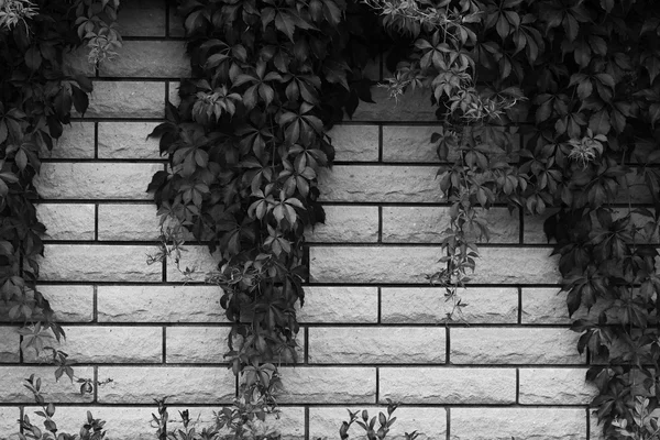 Pared de ladrillo con planta — Foto de Stock