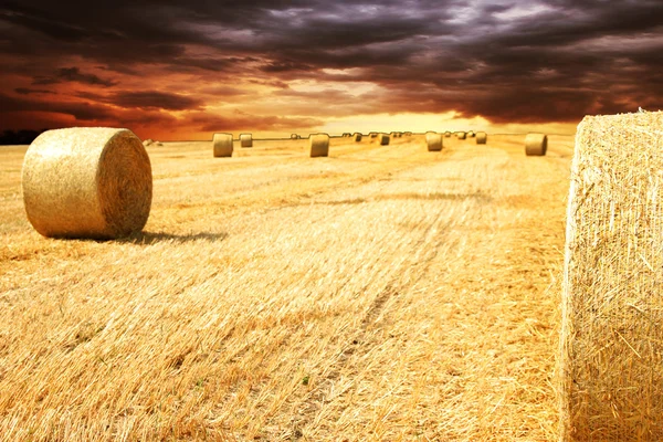 Bales of hay in the field — Stock Photo, Image