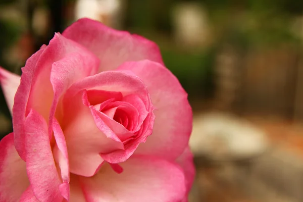 Beautiful pink rose — Stock Photo, Image