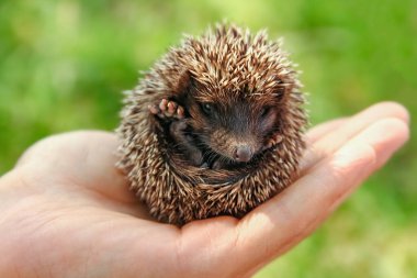 Küçük dikenli kirpi, yeşil çimenlerin elinde.