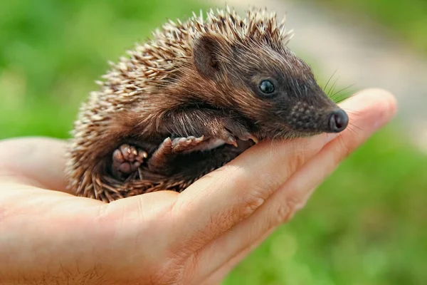 Pequeño Erizo Espinoso Las Manos Hierba Verde Cerca — Foto de Stock