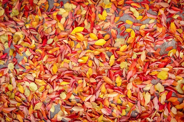 Φόντο Ομάδα Φθινόπωρο Φύλλα Πορτοκαλιού Εξωτερική — Φωτογραφία Αρχείου