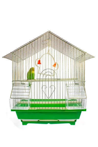 Beautiful Happy Parrot Cage Background — Stock Photo, Image