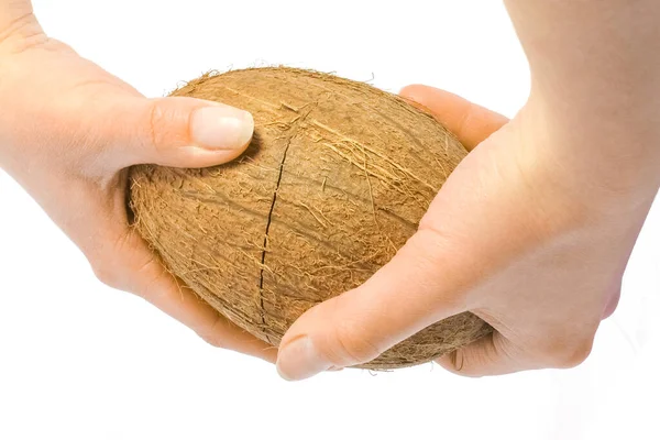 Hermoso Delicioso Coco Las Manos Sobre Fondo Blanco — Foto de Stock