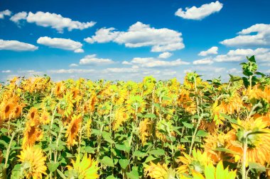 Renkli gökyüzüne karşı çiçek açan bir ayçiçeği tarlası.