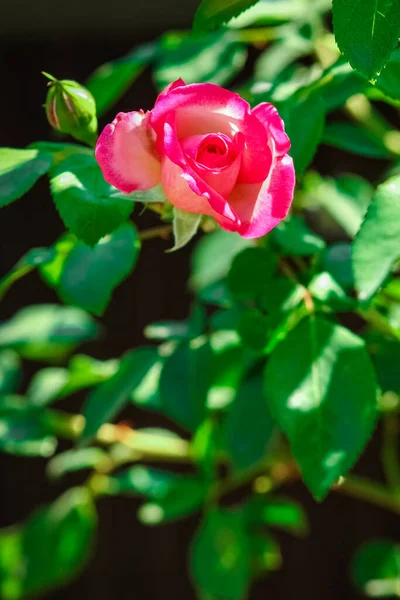 Bela Rosa Parque Fundo Natureza — Fotografia de Stock