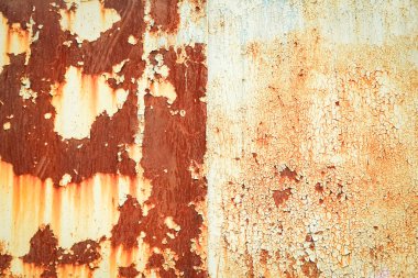 Doğada gül çiçekleri