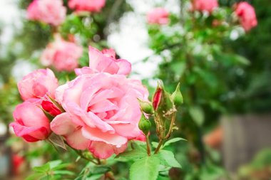 Doğada gül çiçekleri